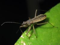 Nabis rugosus