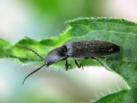 Hemicrepidius niger