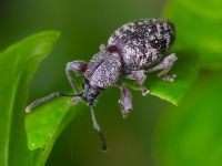 Otiorhynchus fullo