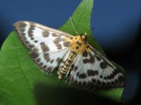 Eurrhypara hortulata