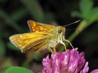 Ochlodes sylvanus