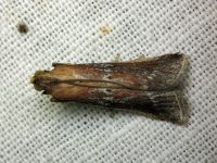 Moitrelia obductella