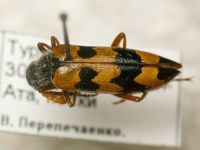 Meloidae