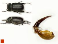 Hemictenius talukanus