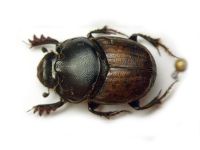Onthophagus gibbulus