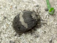 Byrrhus fasciatus