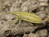 Lixus (Eulixus) iridis