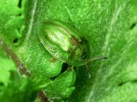 Cassida (Cassida) stigmatica