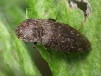 Agrypnus murinus
