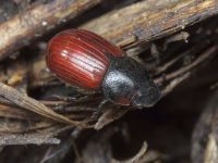Aphodius (Aphodius) fimetarius