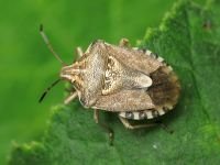 Codophila varia