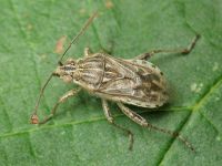 Stictopleurus