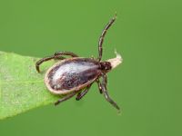 Ixodes ricinus