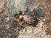 Carabus (Carabus) granulatus