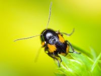 Cryptocephalus (Cryptocephalus) moraei