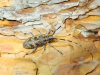 Monochamus galloprovincialis