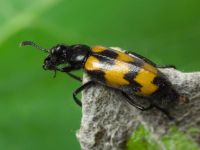 Mylabris pusilla