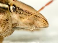 Aelia rostrata