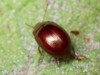 Chrysolina (Chrysolina) staphylaea