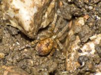 Anyphaena accentuata