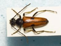 Cerambycidae