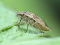Sciocoris macrocephalus