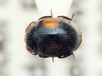 Scymnus apetzi