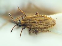 Tingis (Tropidocheila) caucasica