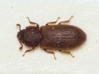 Synchita separanda
