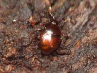 Acritus minutus