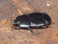 Hololepta plana