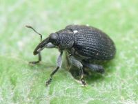 Tachyerges stigma (complex)