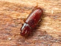 Cerylon ferrugineum