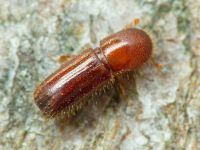 Xyleborus monographus