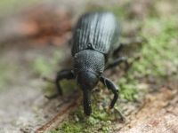 Magdalis (Odontomagdalis) armigera