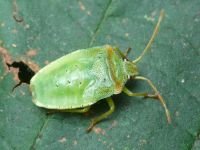 Acanthosoma haemorrhoidale