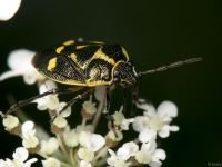 Eurydema (Eurydema) oleracea