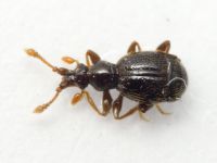 Bryaxis bulbifer