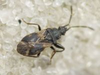 Taphropeltus contractus
