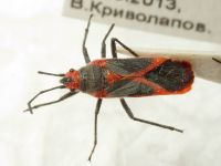 Caenocoris nerii