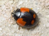 Adalia bipunctata
