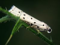 Myelois circumvoluta