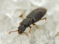 Monotoma brevicollis