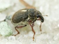 Rhinoncus leucostigma