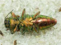 Anthaxia senicula
