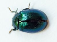 Plagiodera versicolora