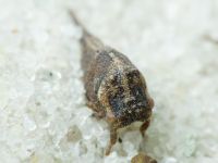 Centrotus cornutus