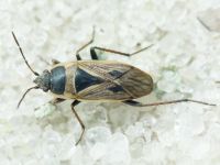 Xanthochilus quadratus