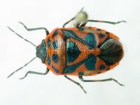 Eurydema (Eurydema) ornata