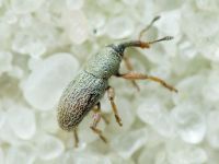 Tychius